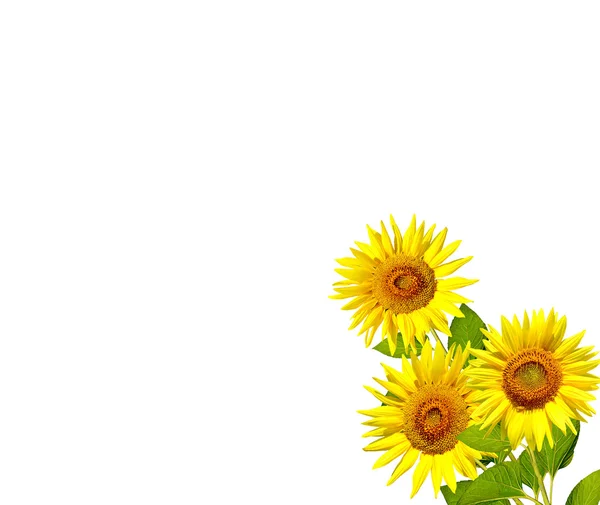 Krásné slunečnice, samostatný — Stock fotografie