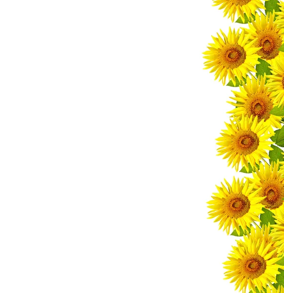 Beautiful sunflower isolated — Stock Photo, Image