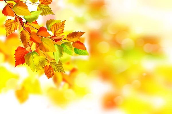 Autumn landscape. Beautiful autumn leaves. Golden autumn. — Stock Photo, Image