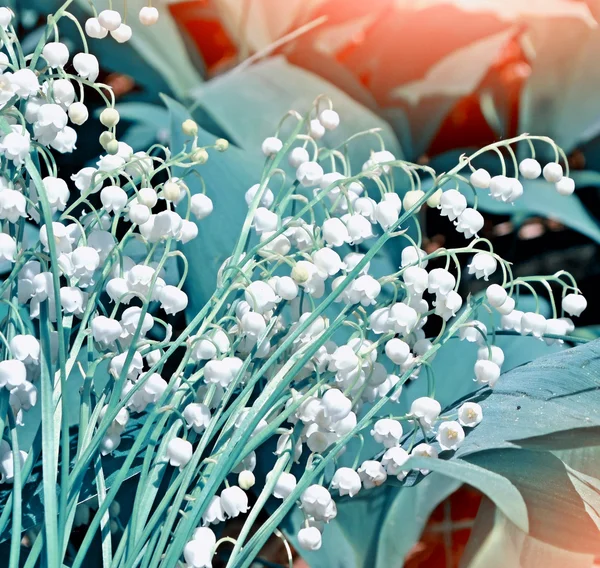 Flowers lily of the valley — Stock Photo, Image