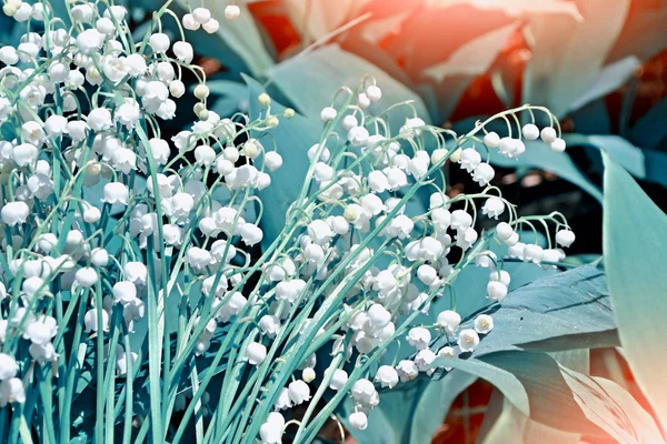 Flowers lily of the valley — Stock Photo, Image