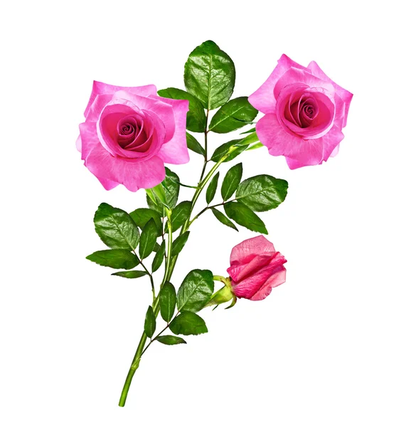 I boccioli di fiori rose . — Foto Stock