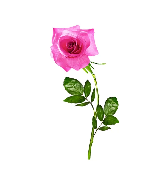 I boccioli di fiori rose . — Foto Stock