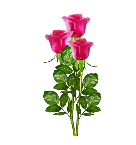 De toppen van bloemen rozen. — Stockfoto