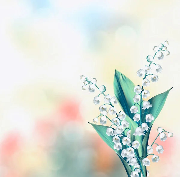 Blühende Maiglöckchen — Stockfoto