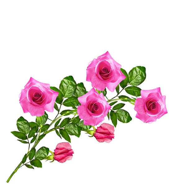 Die Knospen der Blumen Rosen. — Stockfoto