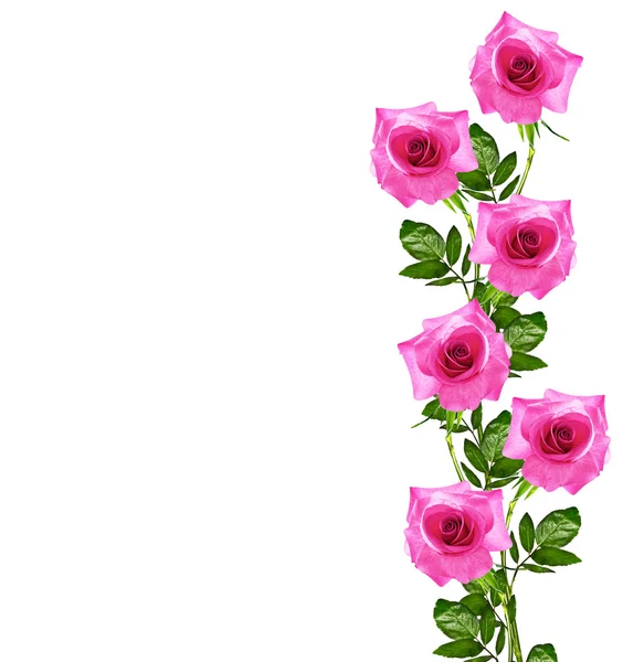 Die Knospen der Blumen Rosen. — Stockfoto