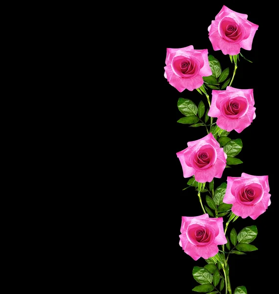 Les bourgeons de fleurs roses. Carte de vacances — Photo