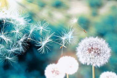 Kabarık karahindiba çiçek arka planı yaz lan