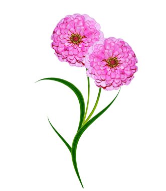 Beyaz arka plan üzerinde izole sonbahar Aster çiçek