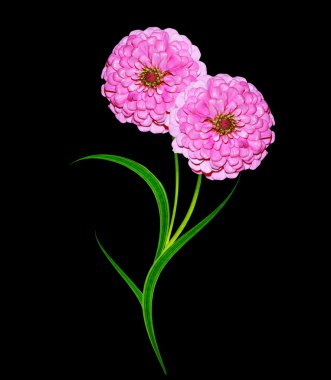 Siyah arka plan üzerine izole sonbahar Aster çiçek