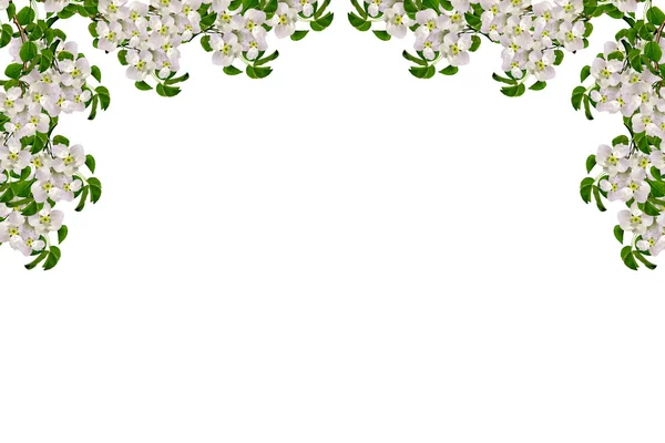 Bílé jablko květiny větev izolovaných na bílém pozadí. — Stock fotografie