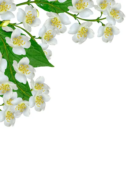 Vit jasmin blomma. — Stockfoto