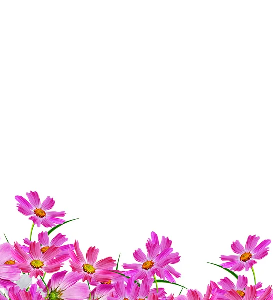 Kozmosz virágok elszigetelt fehér háttér. — Stock Fotó