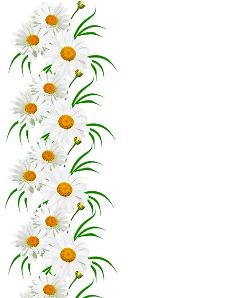 Ромашки літня біла квітка ізольована на білому тлі — стокове фото