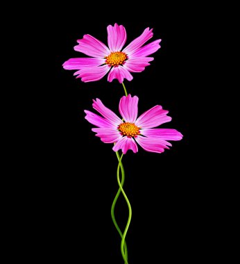 Siyah arka plan üzerine izole cosmos çiçekler. 