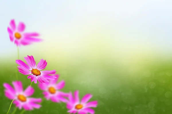 Cosmos flowers. Beautiful flowers cosmos. Summer landscape. — Stock Photo, Image