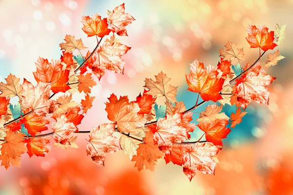 Herbstlaub. Goldener Herbst. — Stockfoto