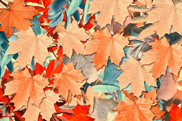 Abstrakter Hintergrund der Herbstblätter — Stockfoto