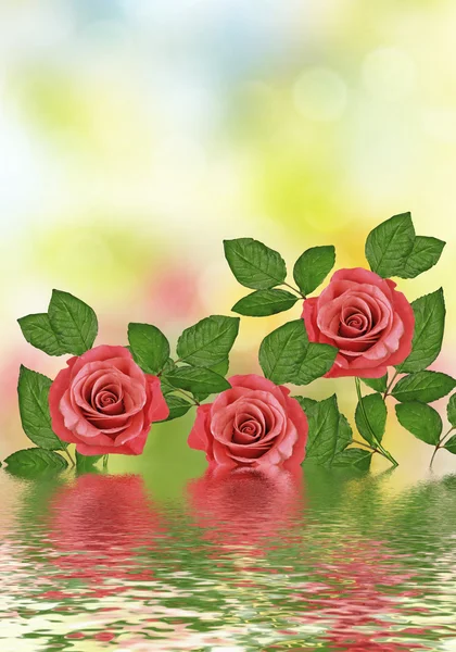 The buds of flowers roses. Holiday card — Stock Photo, Image