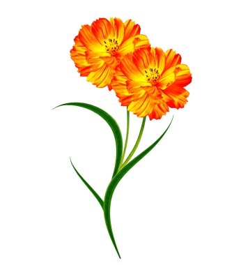 Beyaz arkaplanda izole edilmiş kozmos çiçekleri. 