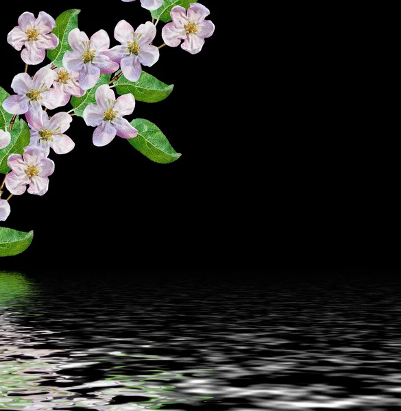 Beyaz elma çiçekleri dalı — Stok fotoğraf