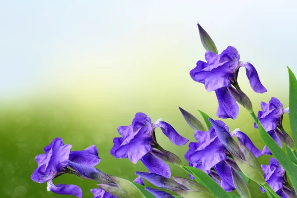 Pemandangan musim semi. Blue beautiful garden flowers irises — Stok Foto