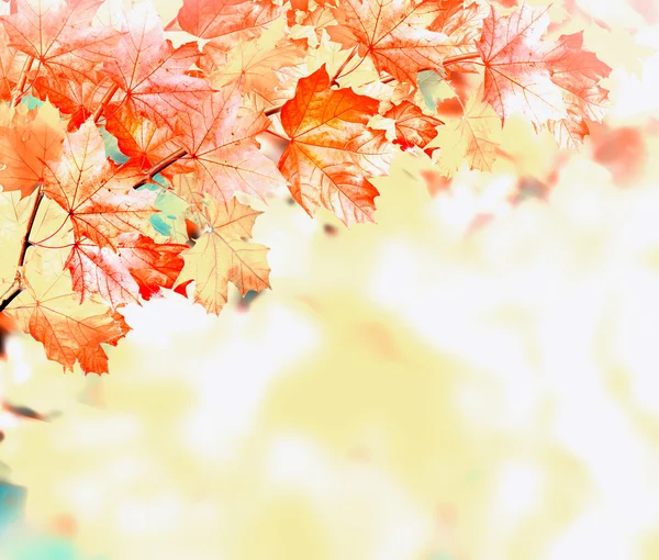 Herfst bladeren. Herfst tijd. Gouden herfst. — Stockfoto