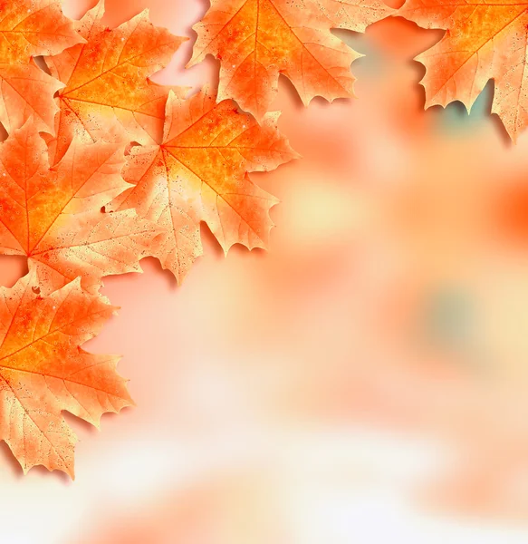 Fogliame autunnale. Autunno d'oro . — Foto Stock