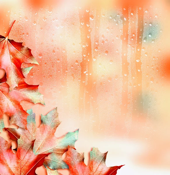 Осенняя листва. Золотая осень . — стоковое фото