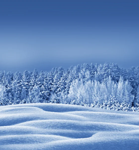 Bosque de invierno. Paisaje invernal. Árboles cubiertos de nieve —  Fotos de Stock