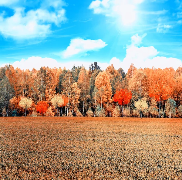 Paisaje de otoño. bosque de otoño con follaje colorido —  Fotos de Stock