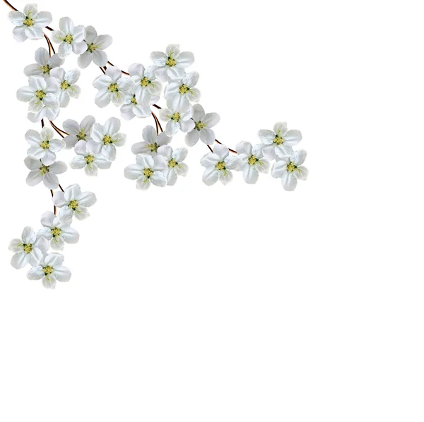 흰색 배경에 고립 된 흰색 애플 꽃 지점 — 스톡 사진