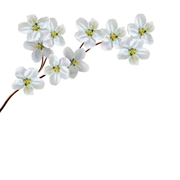 Fehér Alma virágok ág elszigetelt fehér background — Stock Fotó