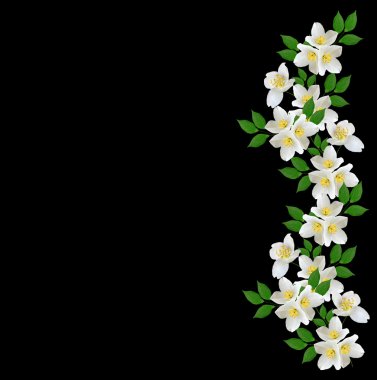 Beyaz Yasemin çiçeği. 