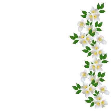 Beyaz Yasemin çiçeği. 