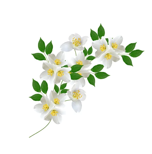 White jasmine flower. — Stock Photo, Image