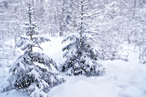 Paysage hivernal. Arbres couverts de neige — Photo