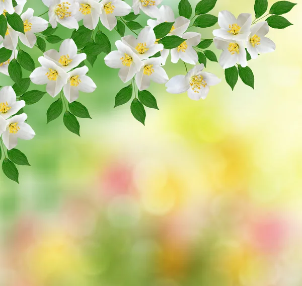 Белый жасминовый цветок . — стоковое фото
