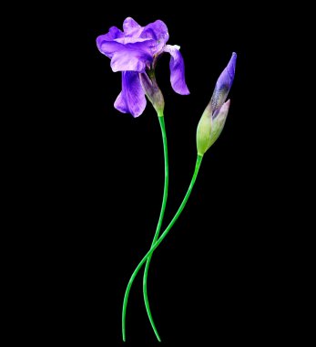 siyah arka plan üzerine izole bahar çiçekleri Iris. güzel flo