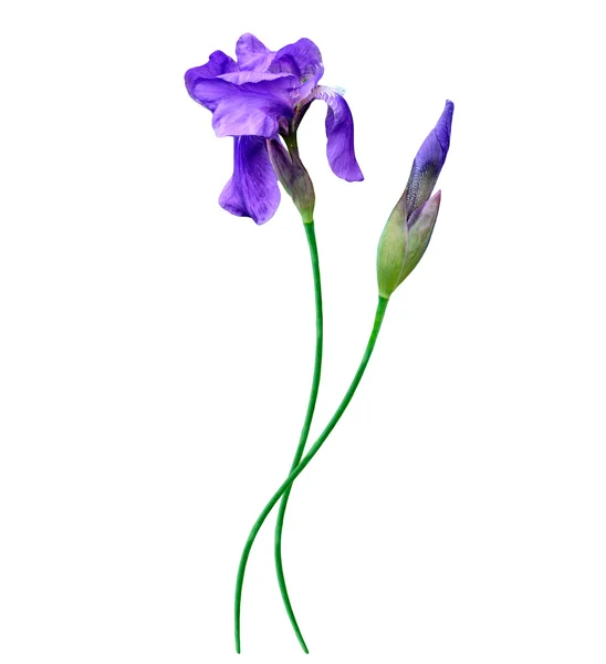 Iris fiori primaverili isolati su sfondo bianco. bellissimo flo — Foto Stock