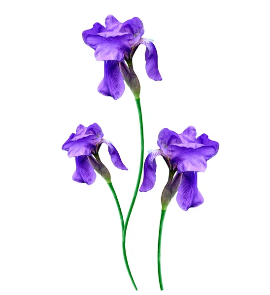 Vårblomster iris isolert på hvit bakgrunn. vakker flo – stockfoto
