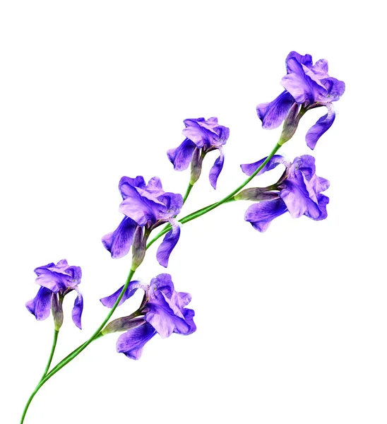 Iris fiori primaverili isolati su sfondo bianco. bellissimo flo — Foto Stock