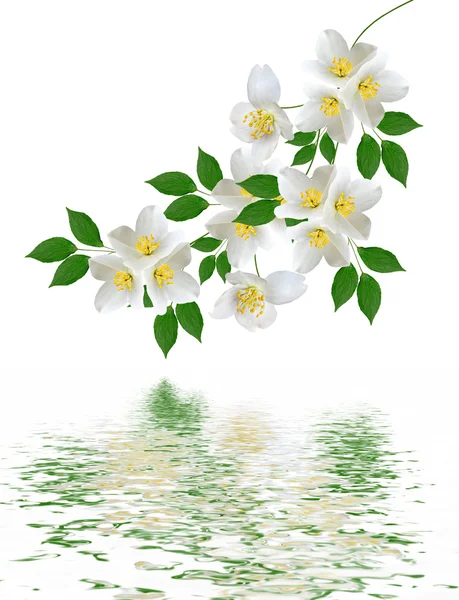 Beyaz Yasemin çiçeği. 