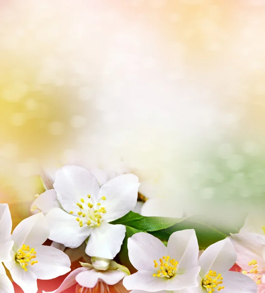 Fiore di gelsomino bianco. Il ramo delicati fiori primaverili — Foto Stock
