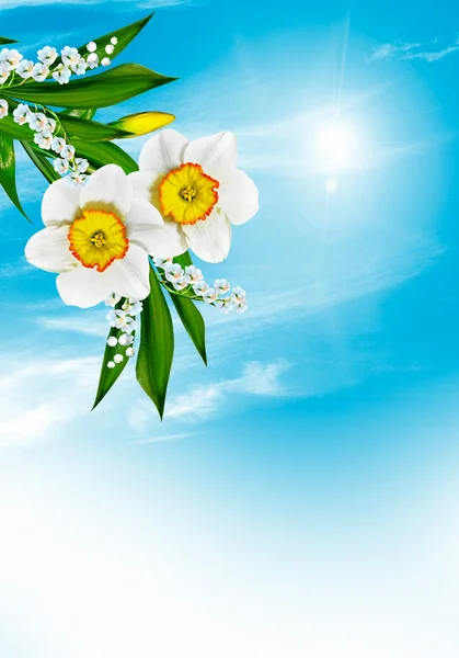 Frühlingsblumen auf blauem Himmel mit Wolken — Stockfoto