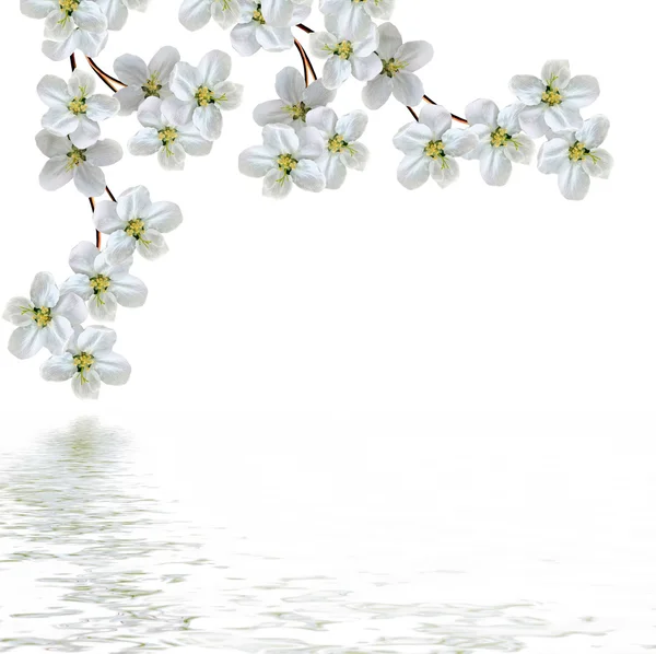 Białe jabłka gałąź kwiaty na białym tle — Zdjęcie stockowe