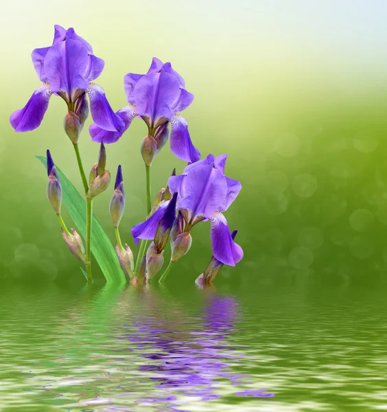 Frühlingslandschaft. blau schöne Gartenblumen Iris — Stockfoto