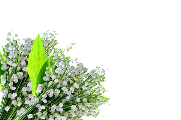 Ο κλάδος των κρίνων την κοιλάδα λουλούδια που απομονώνονται σε λευκό bac — Φωτογραφία Αρχείου