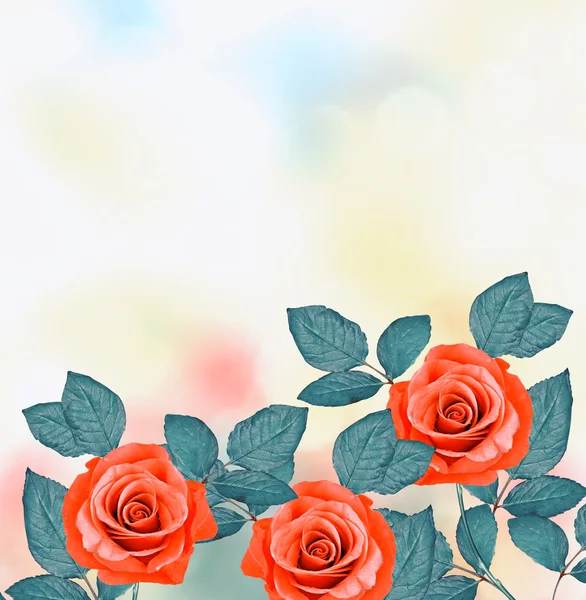 The buds of flowers roses. Holiday card — Stock Photo, Image